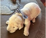 Small Photo #3 Labrador Retriever Puppy For Sale in DOUGLAS, GA, USA