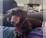 Small #3 Dachshund
