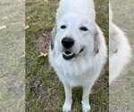Small #4 Great Pyrenees