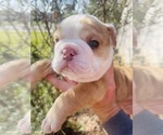 Small Photo #10 English Bulldog Puppy For Sale in JOSHUA, TX, USA