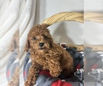 Small #2 Goldendoodle (Miniature)