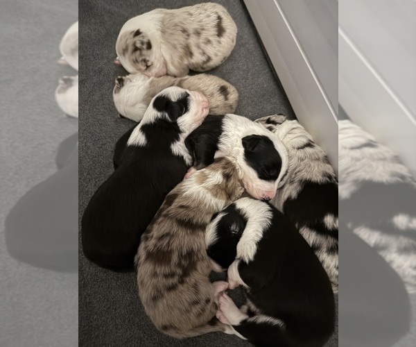 Medium Photo #2 Border Collie Puppy For Sale in DELTA, PA, USA