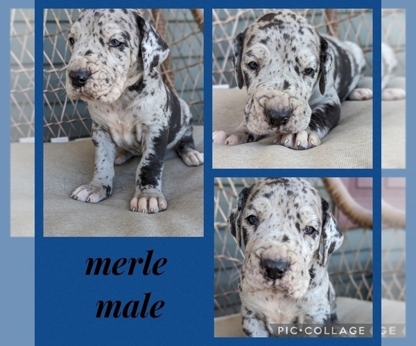 Medium Photo #2 Great Dane Puppy For Sale in GREENVILLE, NC, USA