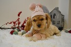 Small Photo #1 Cocker Spaniel Puppy For Sale in HONEY BROOK, PA, USA