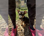 Small #4 Labrador Retriever Mix