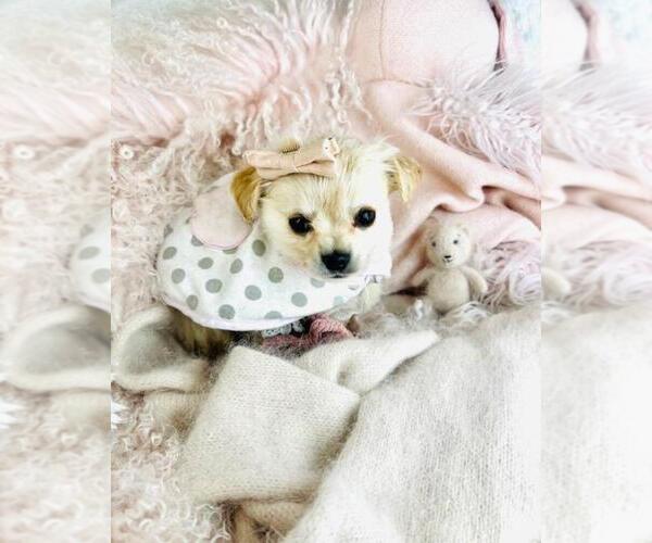 Medium Photo #7 Chiranian Puppy For Sale in PEMBROKE PINES, FL, USA