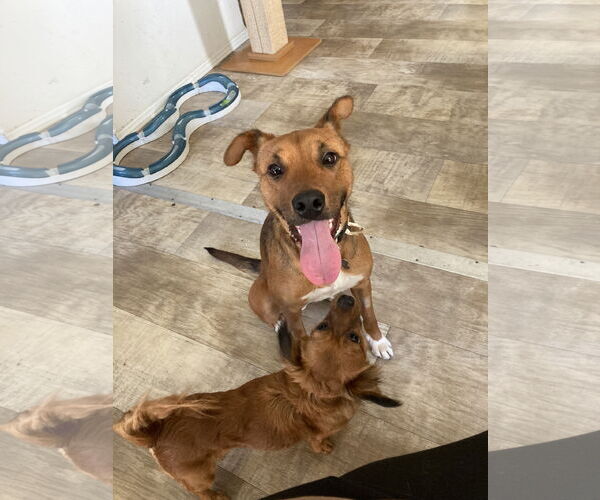 Medium Photo #3 Mutt Puppy For Sale in San Diego, CA, USA