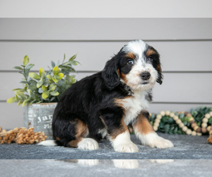 Medium Bernedoodle (Miniature)