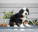 Puppy Astoria Bernedoodle (Miniature)