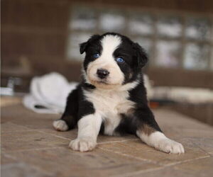 Australian Shepherd Puppy for sale in MESA, AZ, USA