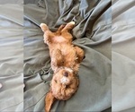 Small #2 Cock-A-Poo