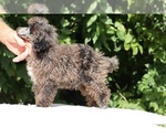 Small #14 Poodle (Miniature)