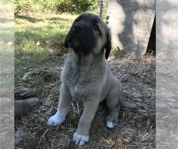 Medium Photo #4 Anatolian Shepherd Puppy For Sale in CHANDLERVILLE, IL, USA