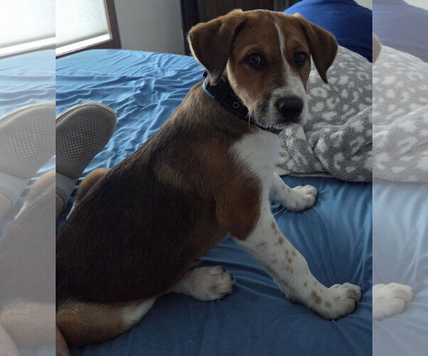 Medium Photo #1 Border Collie-Saint Bernard Mix Puppy For Sale in Princeton, MN, USA