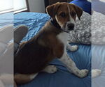 Small Border Collie-Saint Bernard Mix