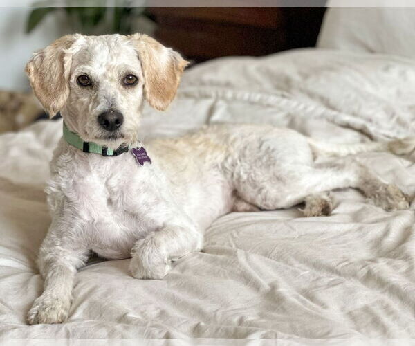 Medium Photo #2 Poodle (Miniature)-Unknown Mix Puppy For Sale in Corona, CA, USA