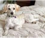 Small #1 Poodle (Miniature) Mix