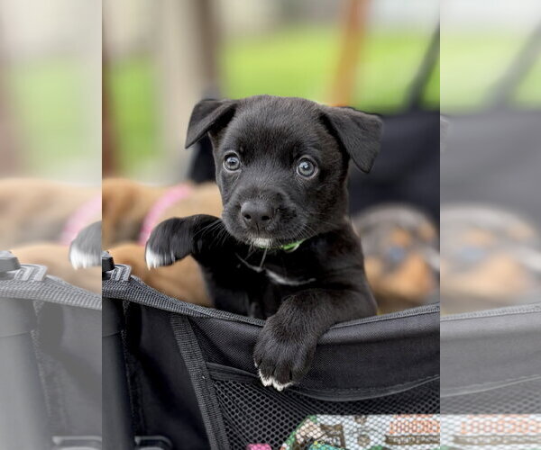 Medium Photo #1 Australian Shepherd-Unknown Mix Puppy For Sale in The Woodlands, TX, USA