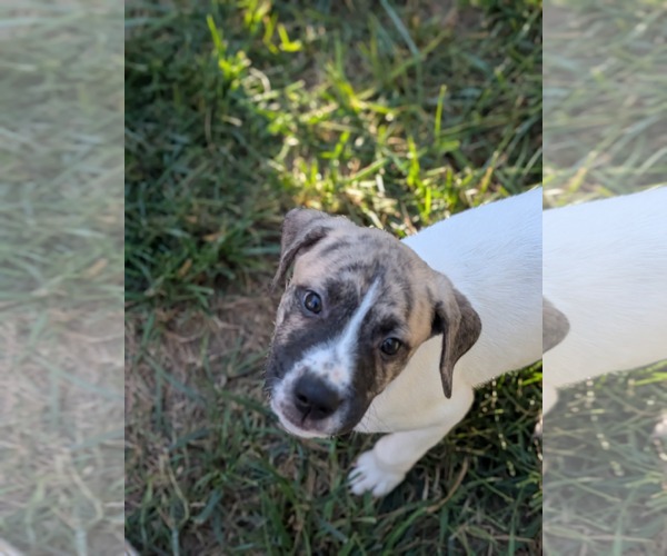 Medium Photo #4 Labrador Retriever-Unknown Mix Puppy For Sale in Holly Springs, NC, USA