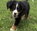 Small Photo #36 Bernese Mountain Dog Puppy For Sale in SPRINGFIELD, OH, USA
