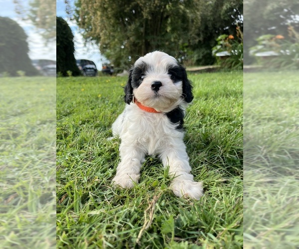 Medium Photo #4 Cavapoo Puppy For Sale in OLYMPIA, WA, USA