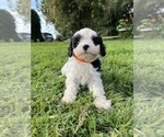 Small #3 Cavapoo