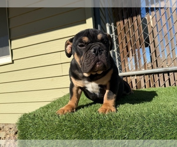 Medium Photo #19 English Bulldog Puppy For Sale in WEST HOLLYWOOD, CA, USA