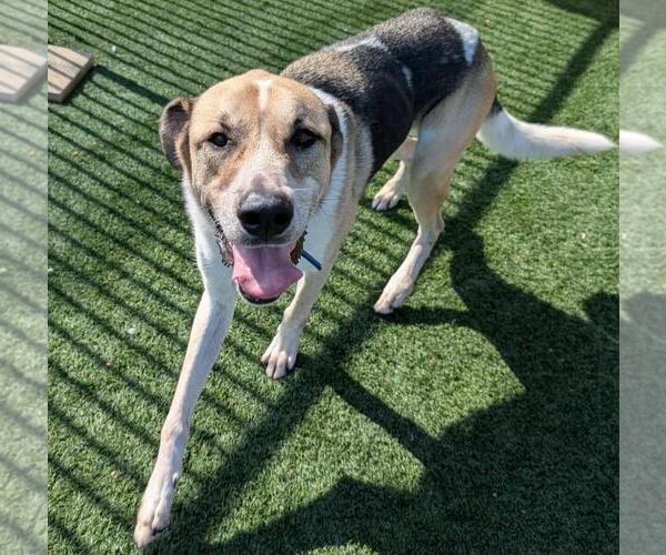 Medium Photo #9 Coonhound-Great Pyrenees Mix Puppy For Sale in Rockwall, TX, USA