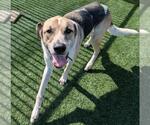 Small Photo #9 Coonhound-Great Pyrenees Mix Puppy For Sale in Rockwall, TX, USA