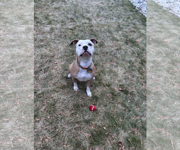 Medium Photo #3 Mutt Puppy For Sale in Fort Collins, CO, USA