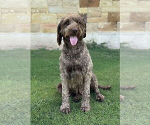 Labradoodle Dogs for adoption in PIPE CREEK, TX, USA