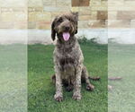 Small Labradoodle