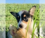 Puppy 4 Pembroke Welsh Corgi