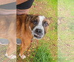 Small #2 Boston Terrier Mix