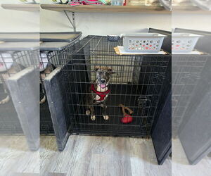 Catahoula Leopard Dog-Plott Hound Mix Dogs for adoption in New Orleans, LA, USA