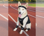 Small #4 Siberian Husky Mix