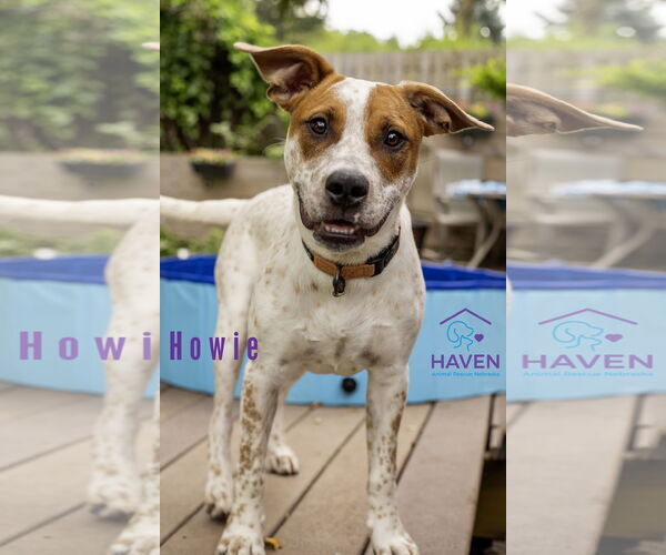 Medium Photo #8 Red Heeler-Unknown Mix Puppy For Sale in Omaha, NE, USA