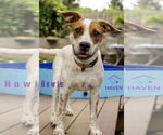 Small #7 Red Heeler Mix