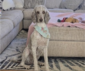 Mother of the Aussiedoodle puppies born on 11/24/2024