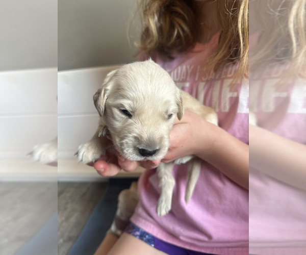 Medium Photo #3 Golden Retriever Puppy For Sale in CHARLES TOWN, WV, USA