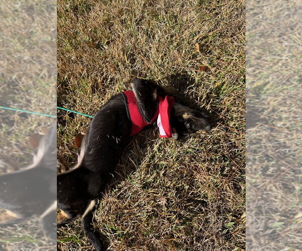 Medium Photo #3 Labrenees Puppy For Sale in Oak Bluffs, MA, USA