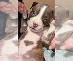 Puppy Sonic Care Bear American Bully-Dogo Argentino Mix