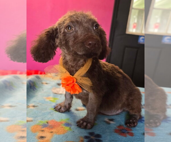 Medium Photo #1 Miniature Labradoodle Puppy For Sale in Valrico, FL, USA