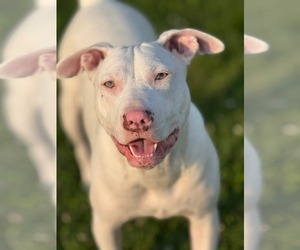 American Pit Bull Terrier Dogs for adoption in Hillsboro, NH, USA