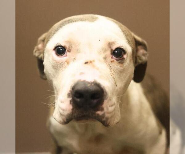 Medium Photo #1 American Staffordshire Terrier-Unknown Mix Puppy For Sale in San Antonio, TX, USA