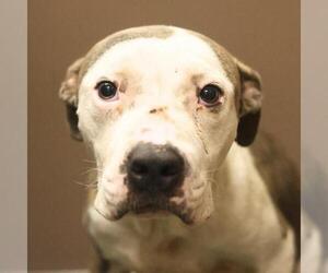 American Staffordshire Terrier-Unknown Mix Dogs for adoption in San Antonio, TX, USA