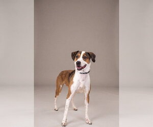 IYO - Female Mutt Dog for Adoption - Photo #2