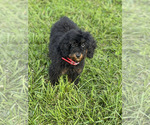 Small Photo #98 Poodle (Toy) Puppy For Sale in WARSAW, IN, USA