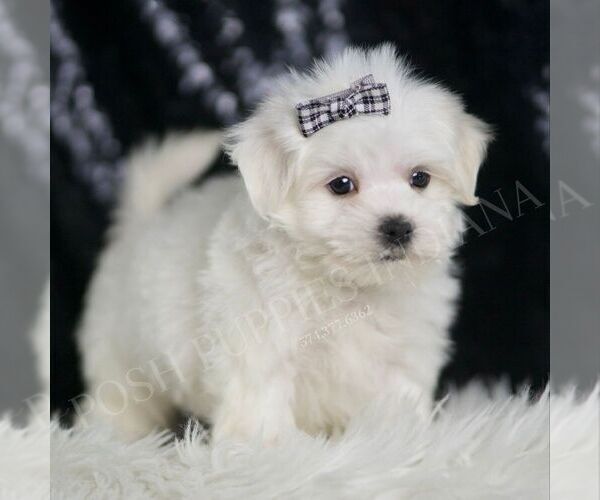 Medium Photo #5 Maltese Puppy For Sale in WARSAW, IN, USA