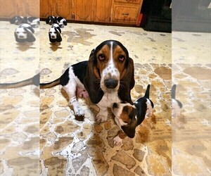 Mother of the Basset Hound puppies born on 10/24/2021